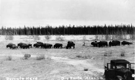 Bison at Darius Creek, Big Delta, Alaska in October, 1937.  Photo from the Alaska State Archives.