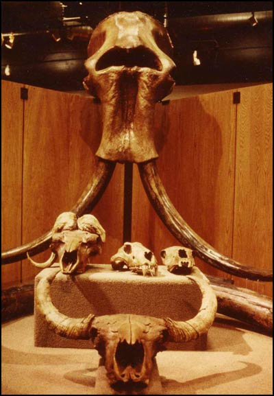 Mammoth Skull at the Museum